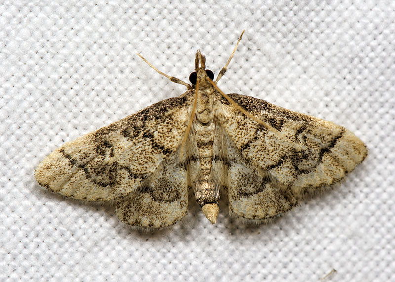 Metasia ophialis, Crambidae